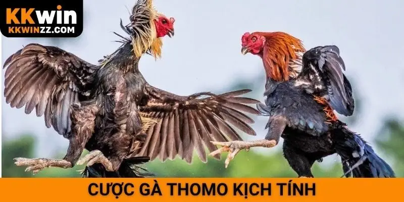 Cược gà Thomo kịch tính